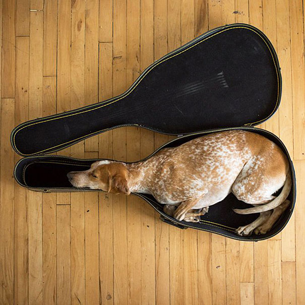 Maddie Sleeping In A Guitar Case
