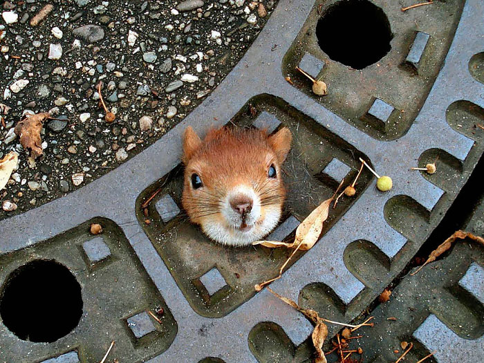 A Squirrel Stuck In A Manhole Cover On A Street In Isernhagen, Germany. The Squirrel Had To Be Rescued By The Police