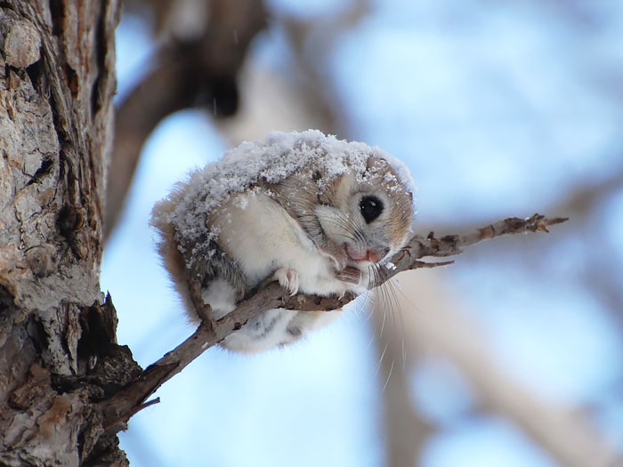Siberian Flying Squirrel In Winter