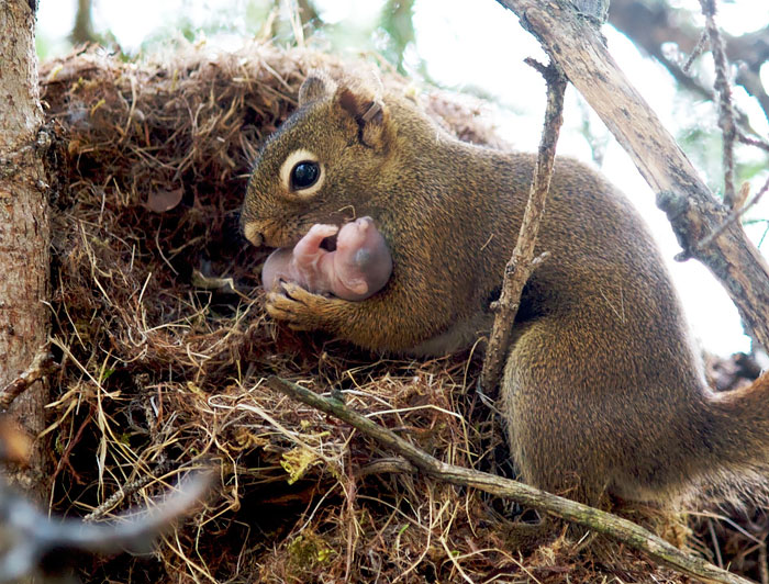 Squirrel Mom With The Baby