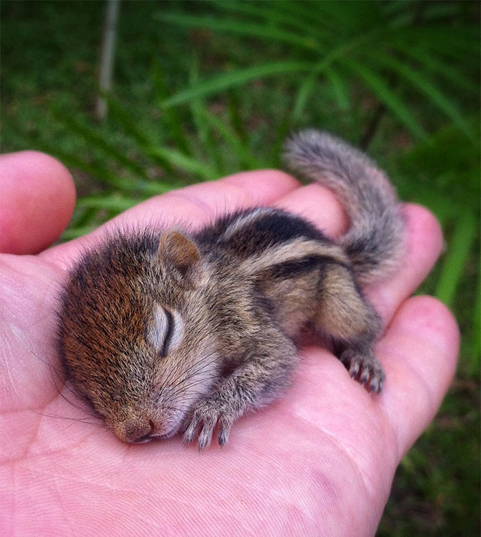 The Orphaned Baby Sri Lankan Palm Squirrel So Tiny In My Palm