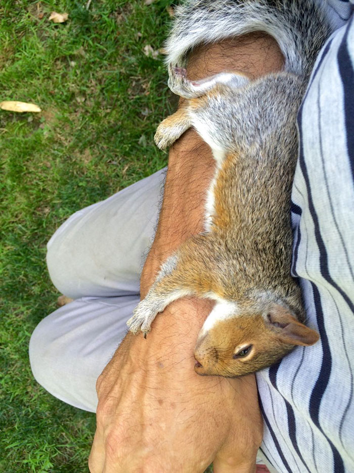 Squirrel Fell In Love With My Stepdad