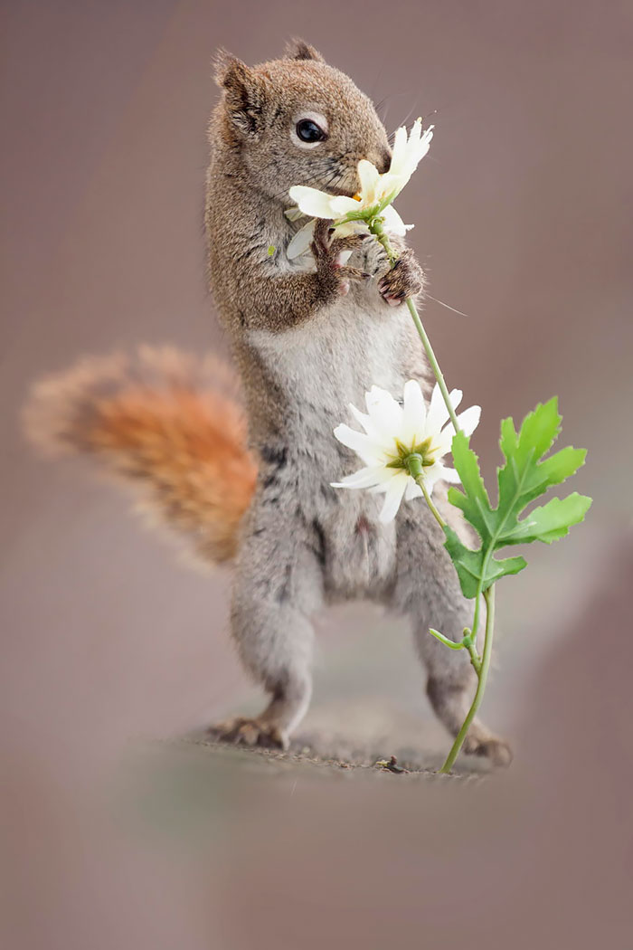 Squirrel And Flower