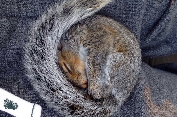 Squirrel Sleeping In My Lap