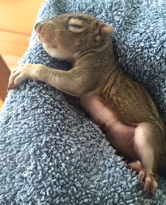 Cute Little Squirrel We've Rescued