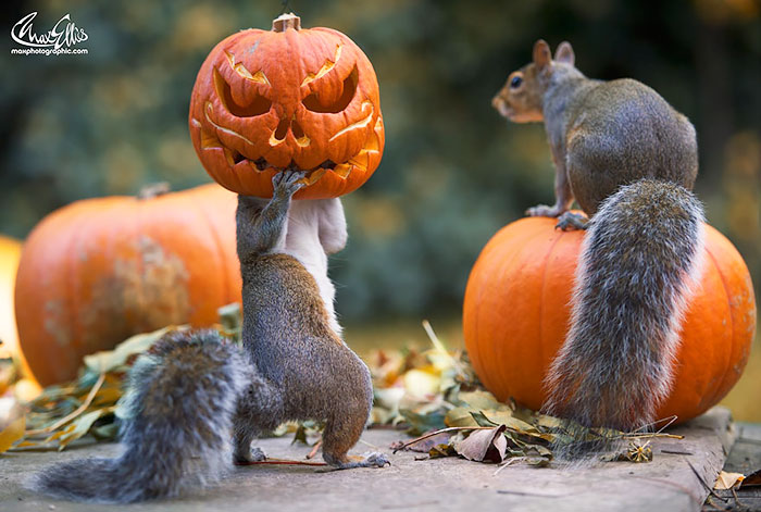 Squirrel Tries To Steal A Carved Pumpkin From Photographer’s Backyard