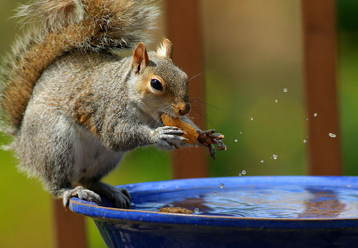 Squirrel Goes Dunking For Peanuts