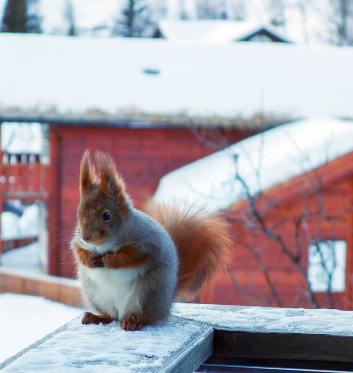Took This Picture Of A Fat Squirrel When I Went Skiing Last Winter
