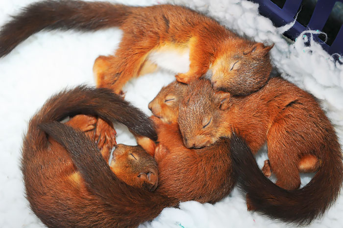 Sleeping Baby Squirrels