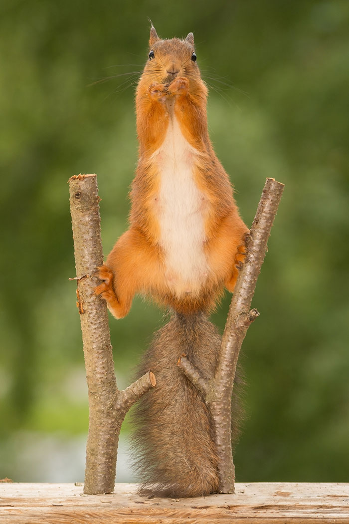 Female Red Squirrel Standing On Two Tree Branches