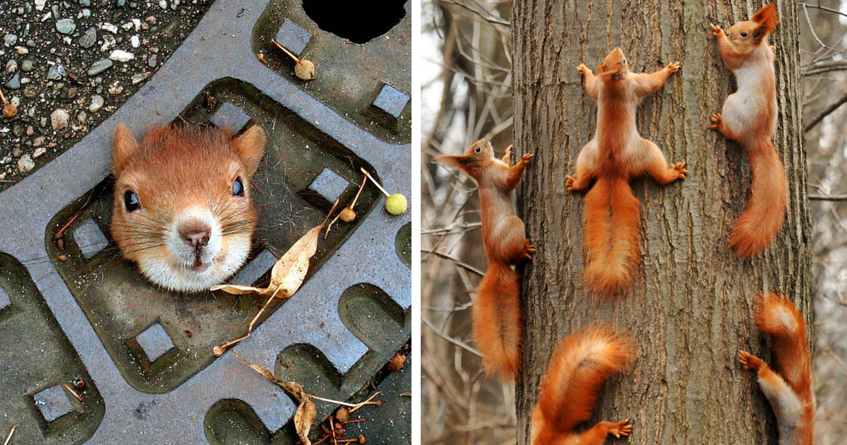 50 Adorable Pics To Celebrate Squirrel Appreciation Day | Bored Panda