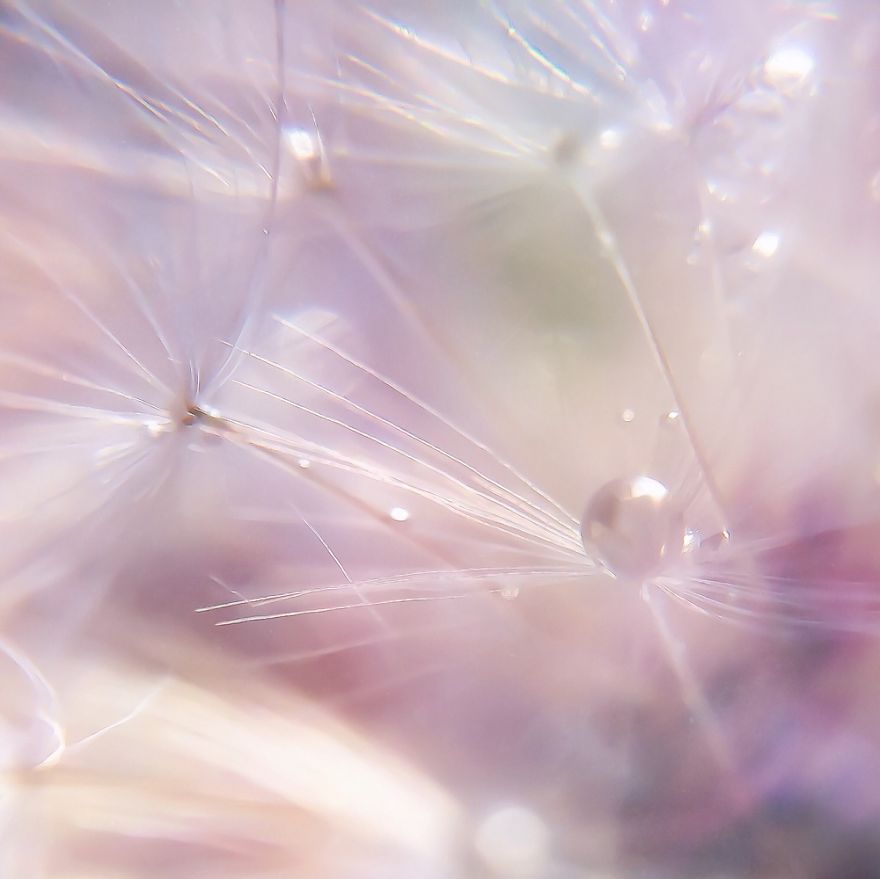 Dewdrops On Dandelion Seeds