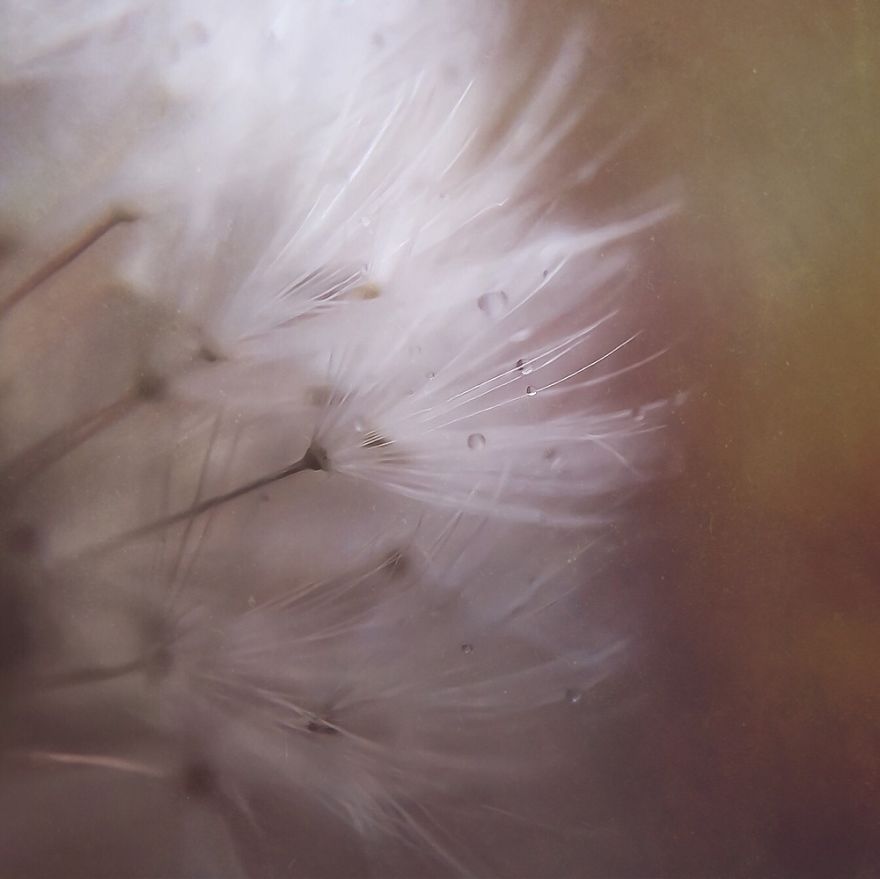 Dewdrops On Dandelion Seeds