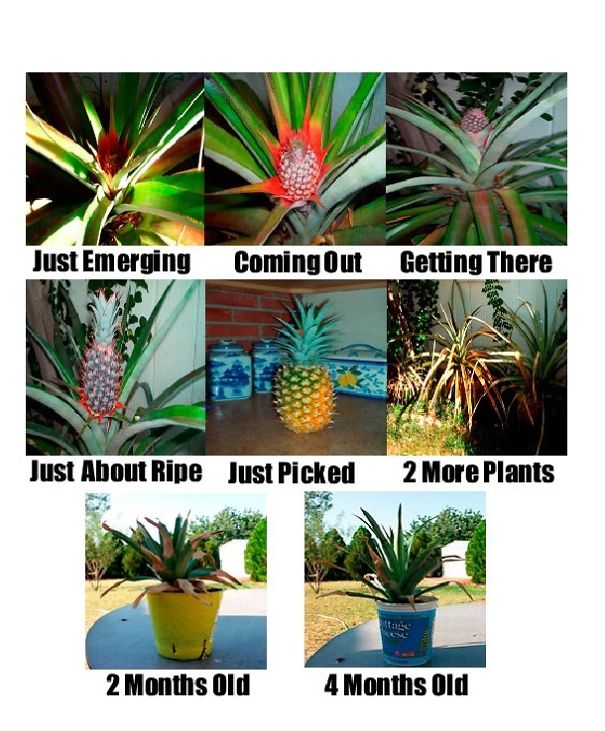 Do Not Throw That Pineapple Top Away! Make It Grow