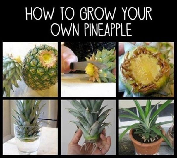 Do Not Throw That Pineapple Top Away! Make It Grow