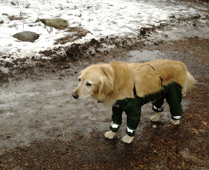 dog walking pants
