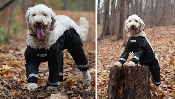 Riddle Finally Solved: Dogs Should Wear Pants Like This!