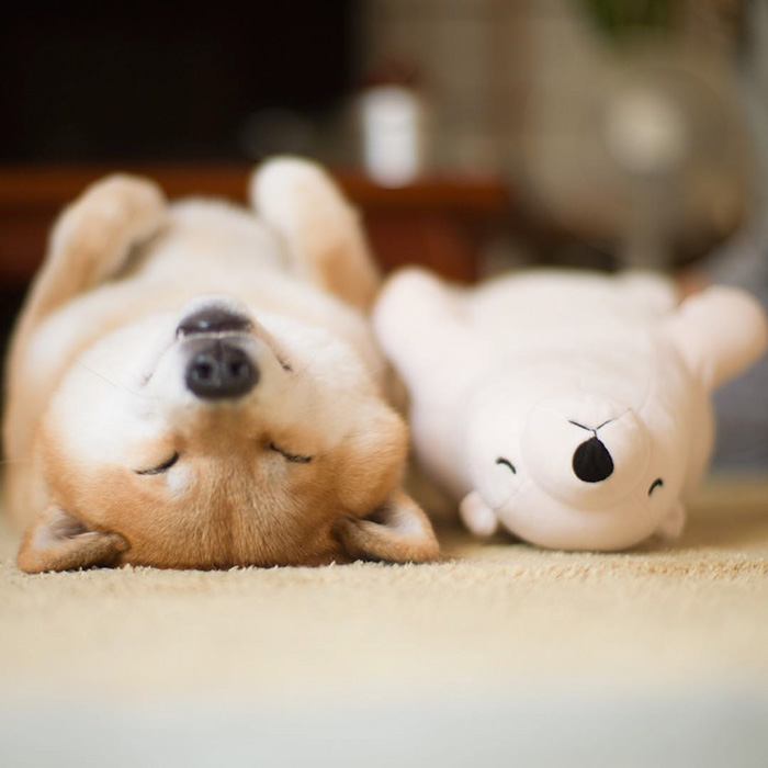 dog-shiba-inu-sleeps-teddy-bear-same-position-maru-1