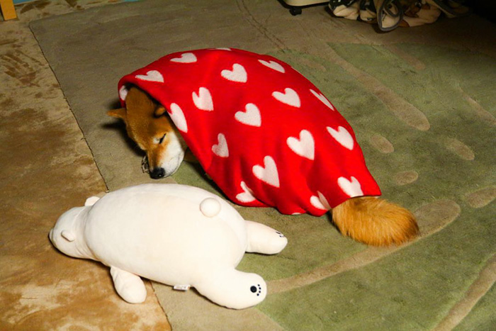 dog-shiba-inu-sleeps-teddy-bear-same-position-maru-16
