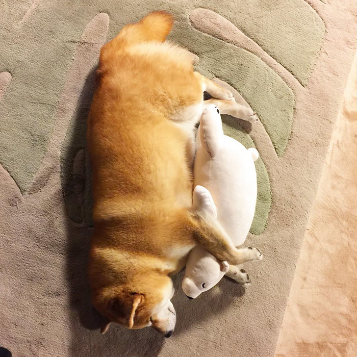dog-shiba-inu-sleeps-teddy-bear-same-position-maru-3