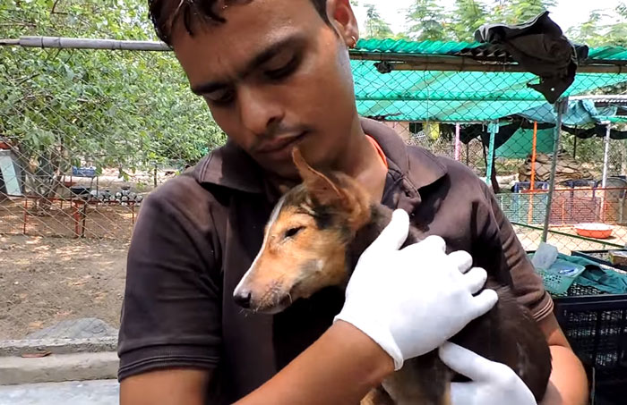 Dying Puppy Wags Her Tail As Rescuers Approach | Bored Panda