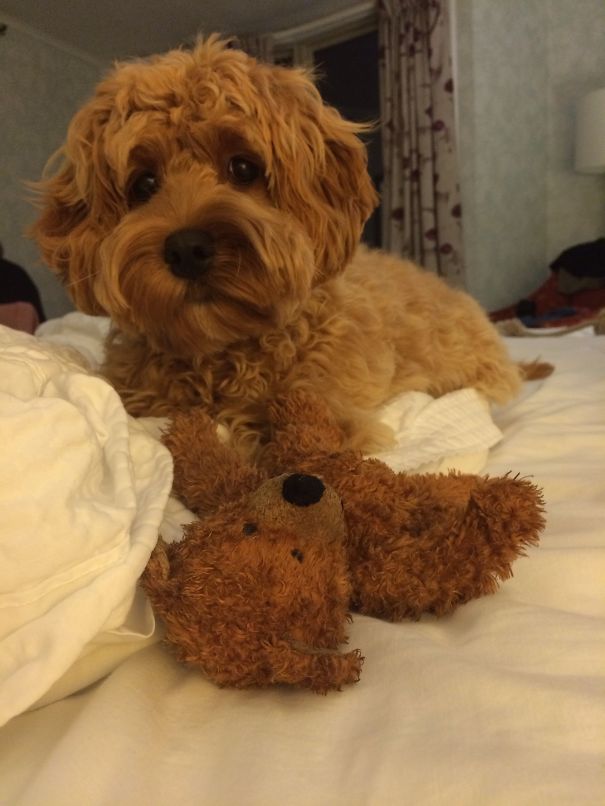 Which One Is The Teddy Bear?
