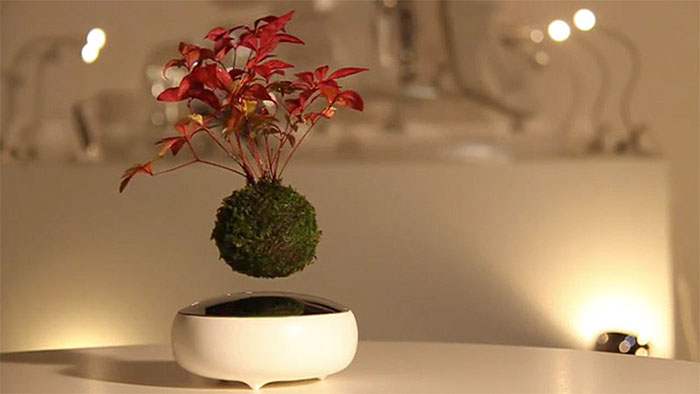 Floating Bonsai Trees Are Now A Reality