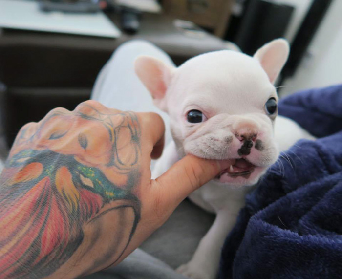 Tiny French Bulldog Is Taking Instagram By Storm As The Cutest Alarm Clock Ever