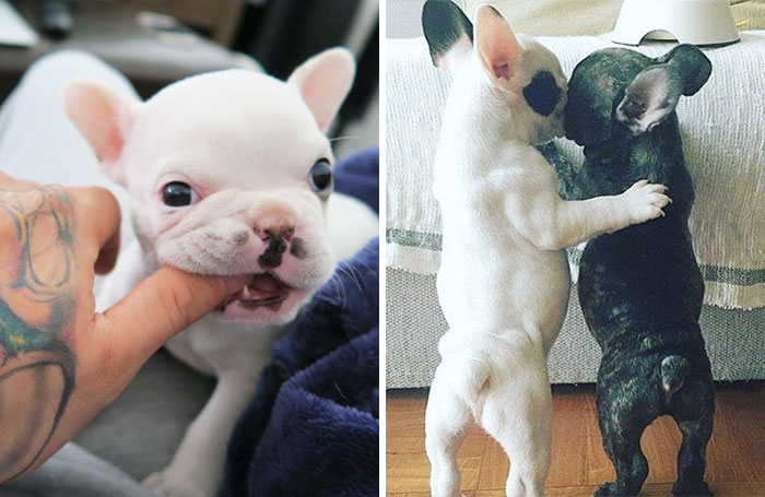 Tiny French Bulldog Is Taking Instagram By Storm As The Cutest Alarm Clock Ever