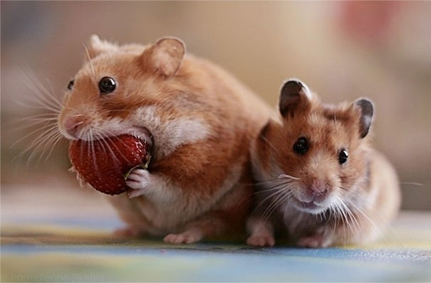 Hamsters Stuffing Their Cheeks
