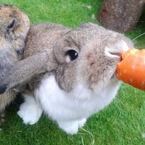 Cute Rabbit Eating Carrot