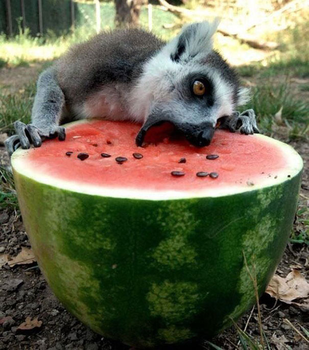 89 Photos Of Animals Eating That'll Make You Smile | Bored Panda