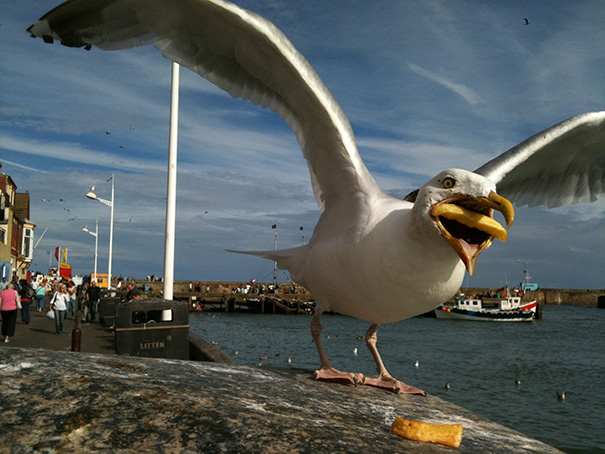 Seagull Trying To Eat A French Fry