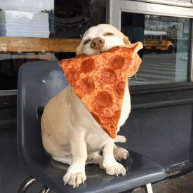 Cute Puppy Is Totally In Love With The Pizza