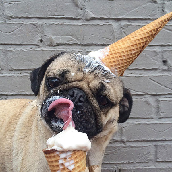 This Dog Really Loves Ice Cream
