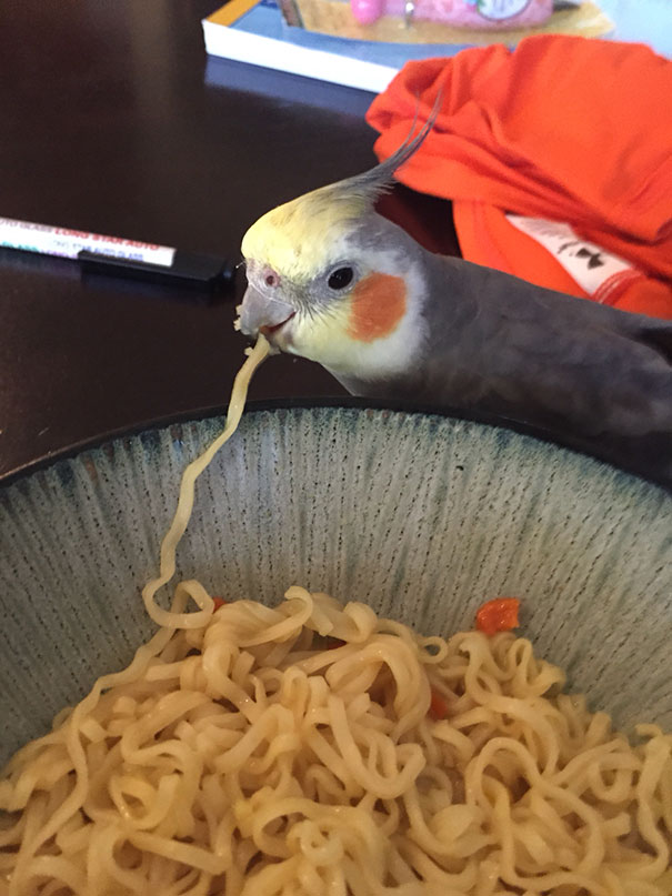 A Bird Eating Ramen