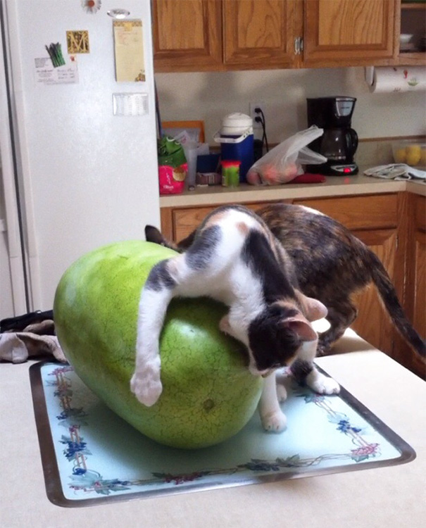 First Time My Cat Has Seen A Watermelon