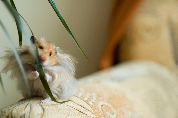 Hamster Eating A Plant