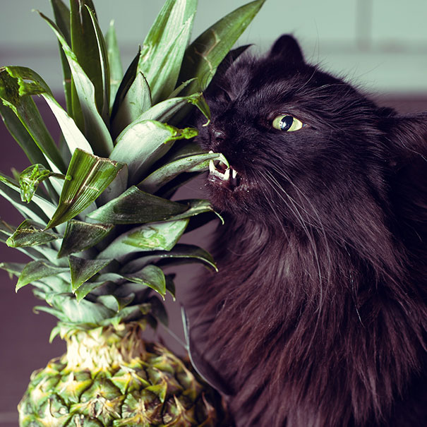 Cat Eating Pineapple