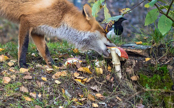 Fox Eating A Mushroom