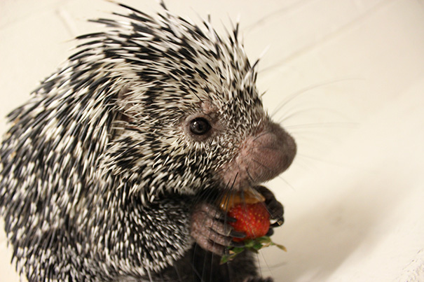 Porcupine Eating A Strawberry