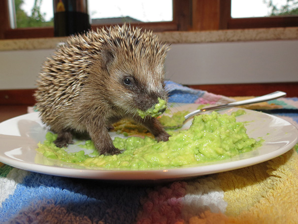 Just A Little Hedgehog, Eating Avocado