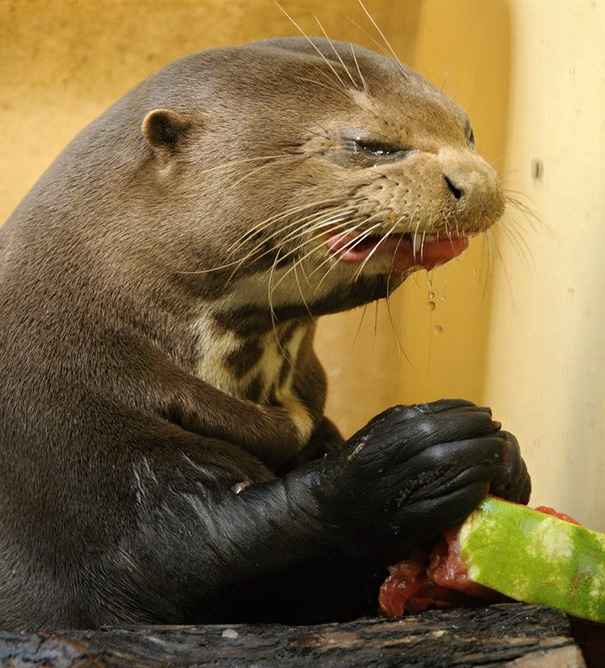 Otter Eats Watermelon, But Does Not Enjoy It
