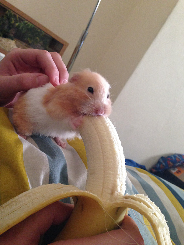 Hamster Eating A Banana
