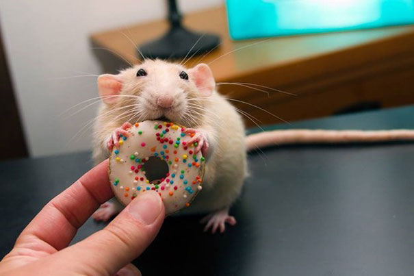 Marty Mouse And Its Mini Doughnut