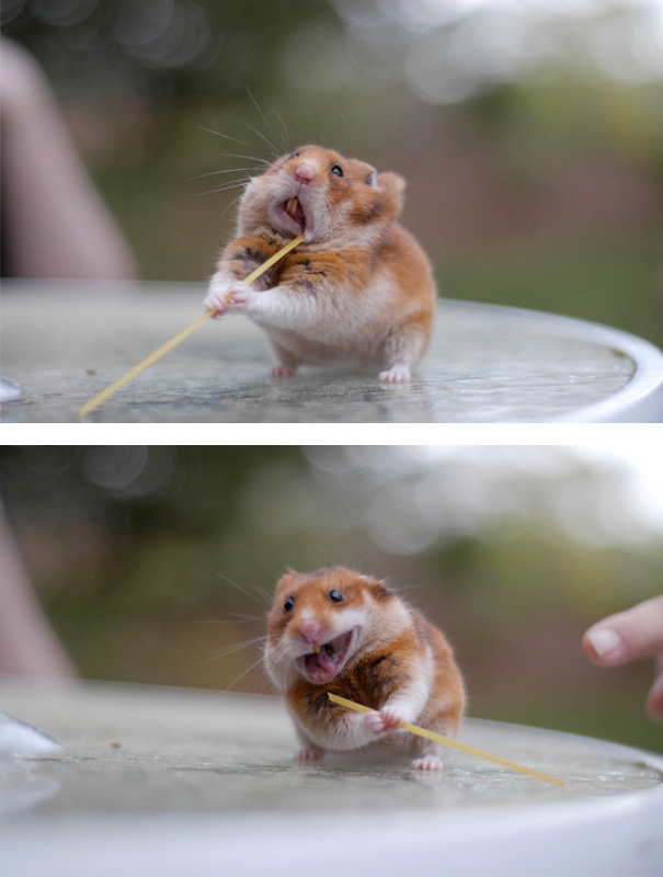 Hamster Struggling With A Spaghetti Noodle