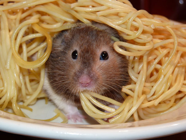 Spaghetti Rat