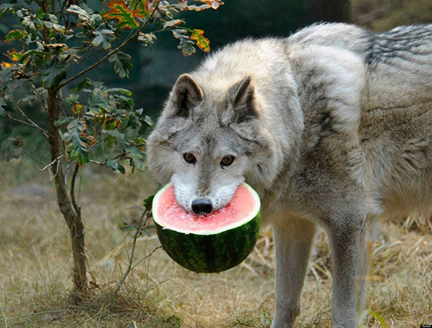 Wolf Nomming On A Watermelon
