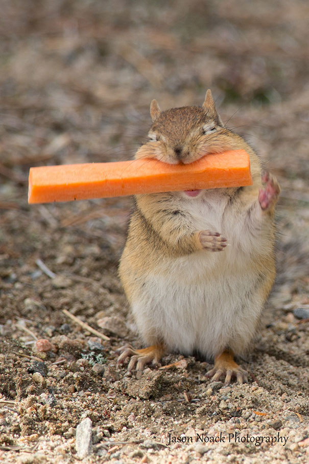 Extremely Happy Chipmunk With A Carrot