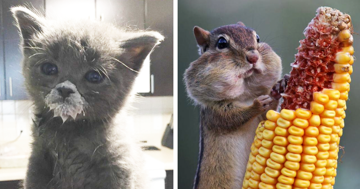 15 Funny Animal GIFs – FunnyFoto  Funny animals, Cute funny animals, Cute  animals